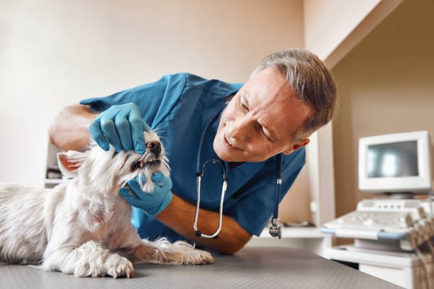 Best Same-Day Emergency Dental Services in Bellmead, TX